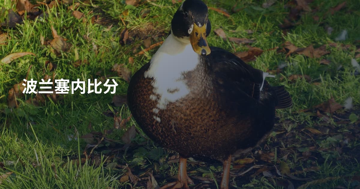 波兰塞内比分