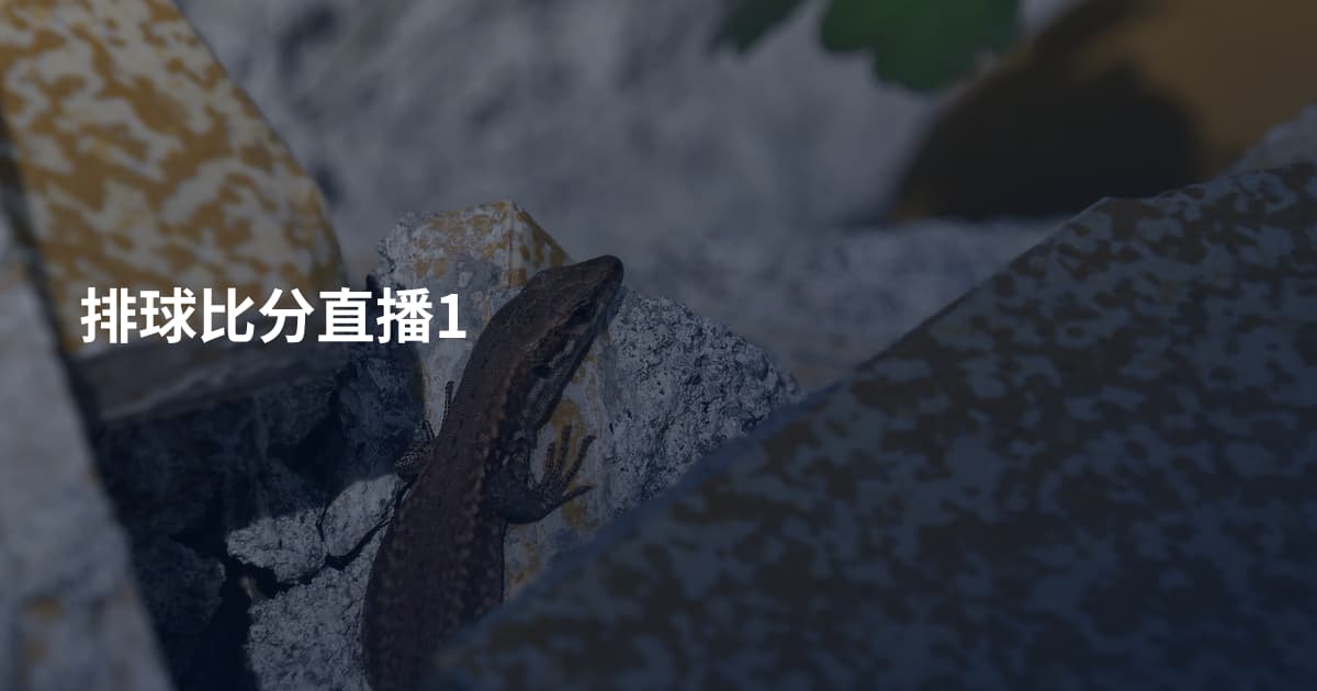 排球比分直播1