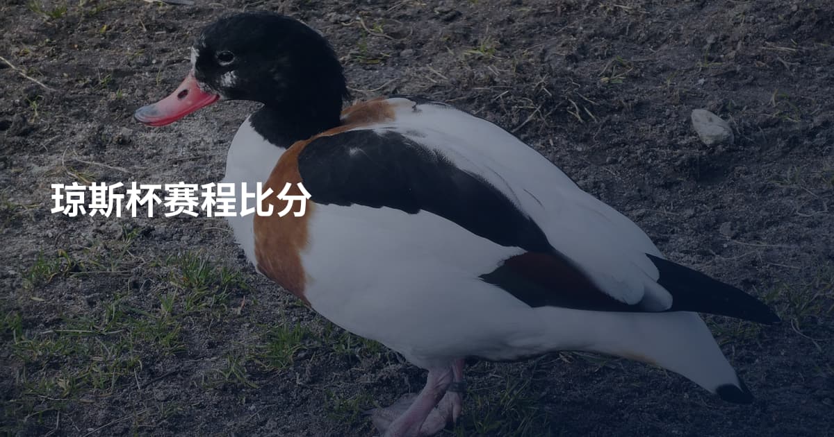 琼斯杯赛程比分