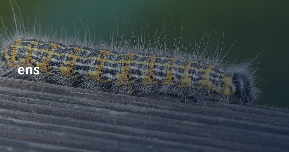 ens