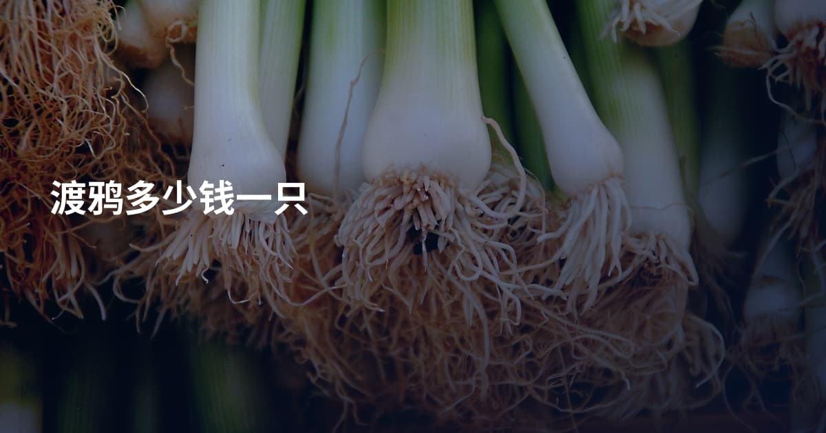 渡鸦多少钱一只