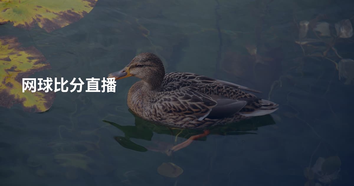 网球比分直播
