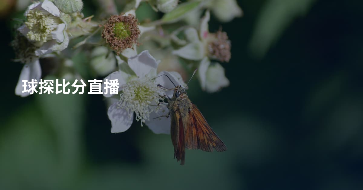 球探比分直播