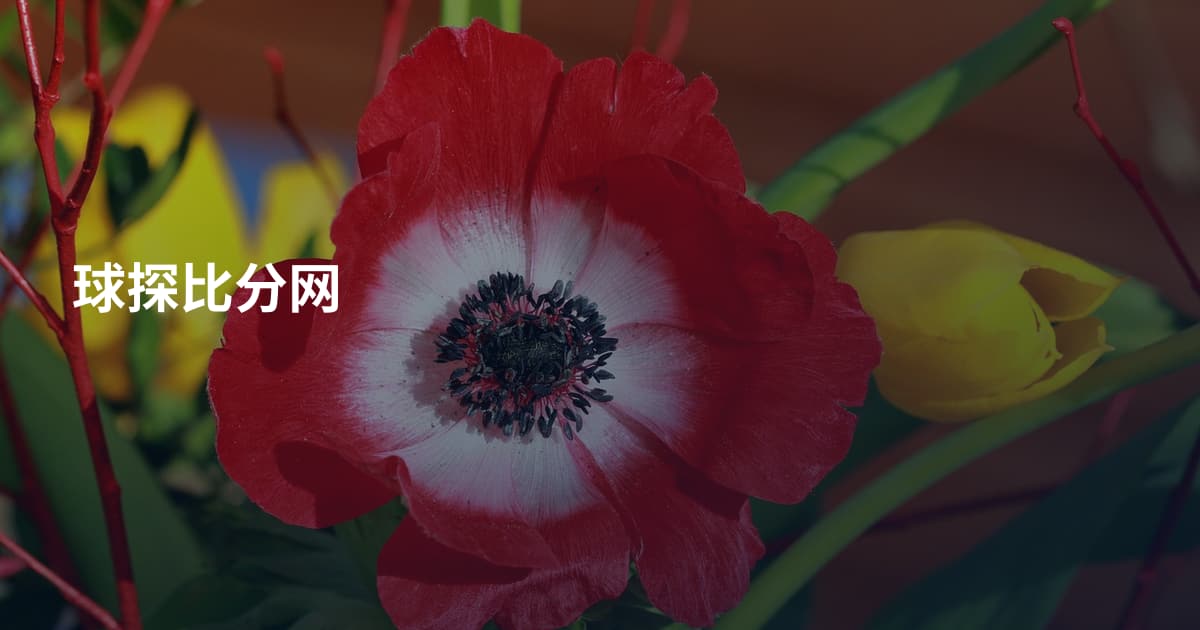 球探比分网
