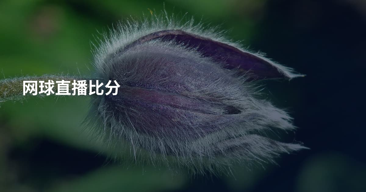 网球直播比分