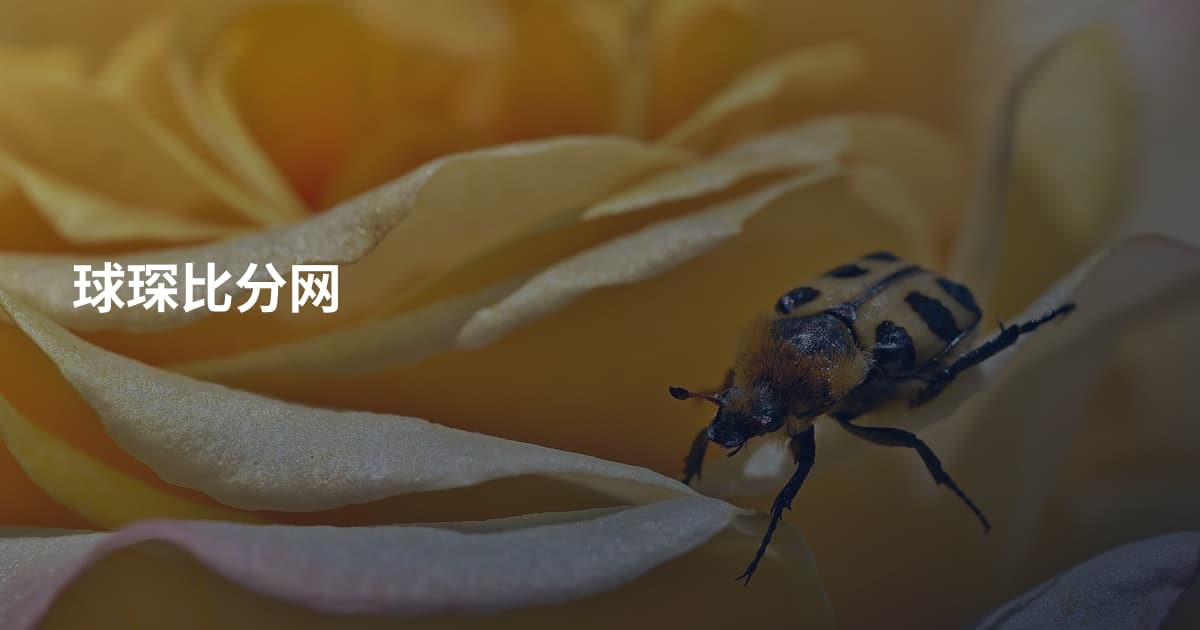 球琛比分网