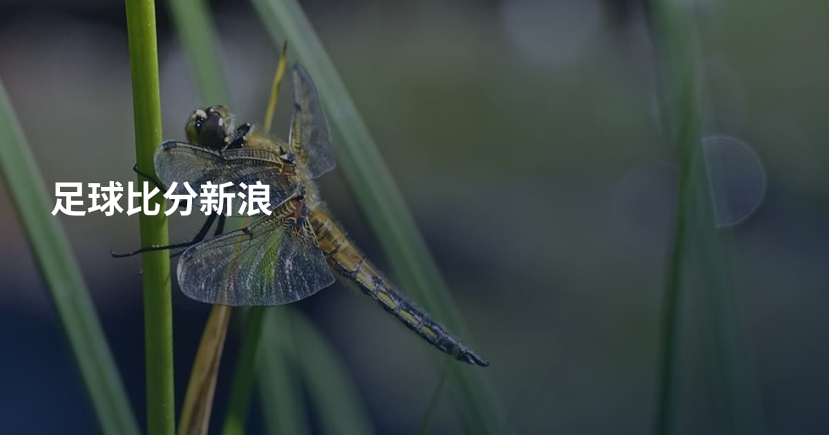 足球比分新浪