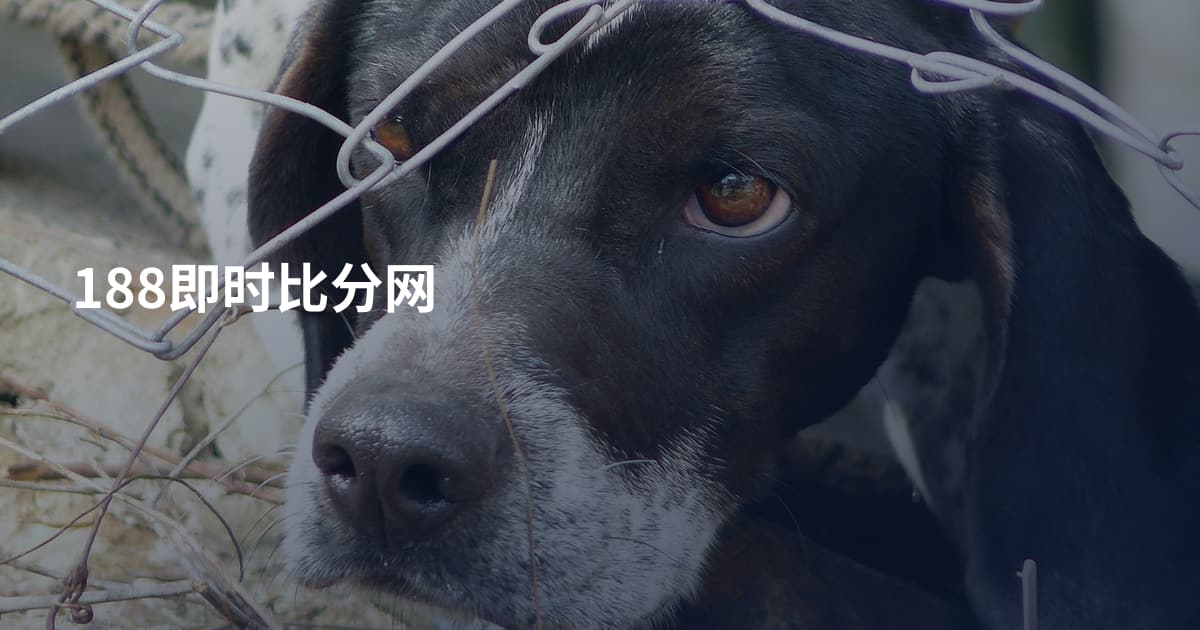 188即时比分网