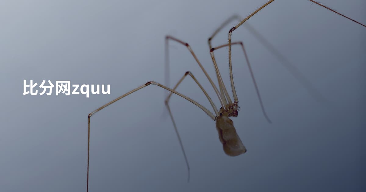比分网zquu