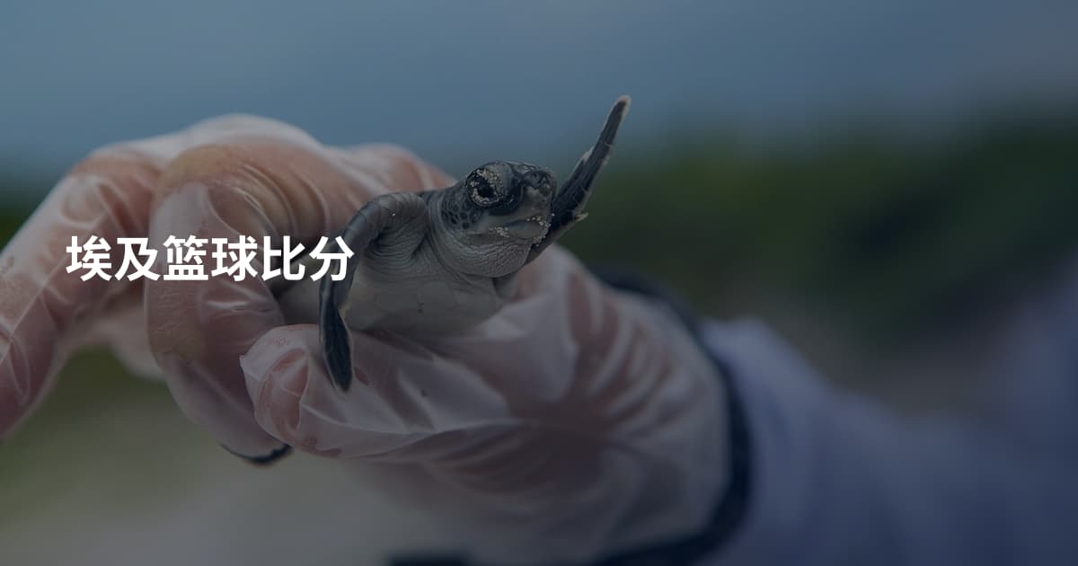 埃及篮球比分