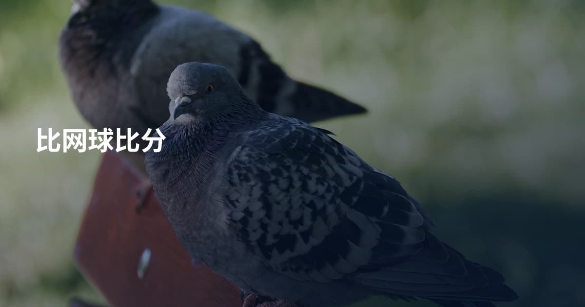 比网球比分