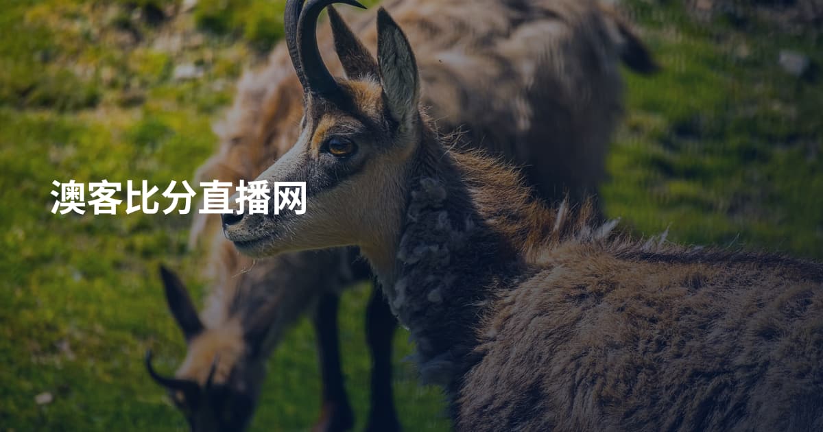 澳客比分直播网