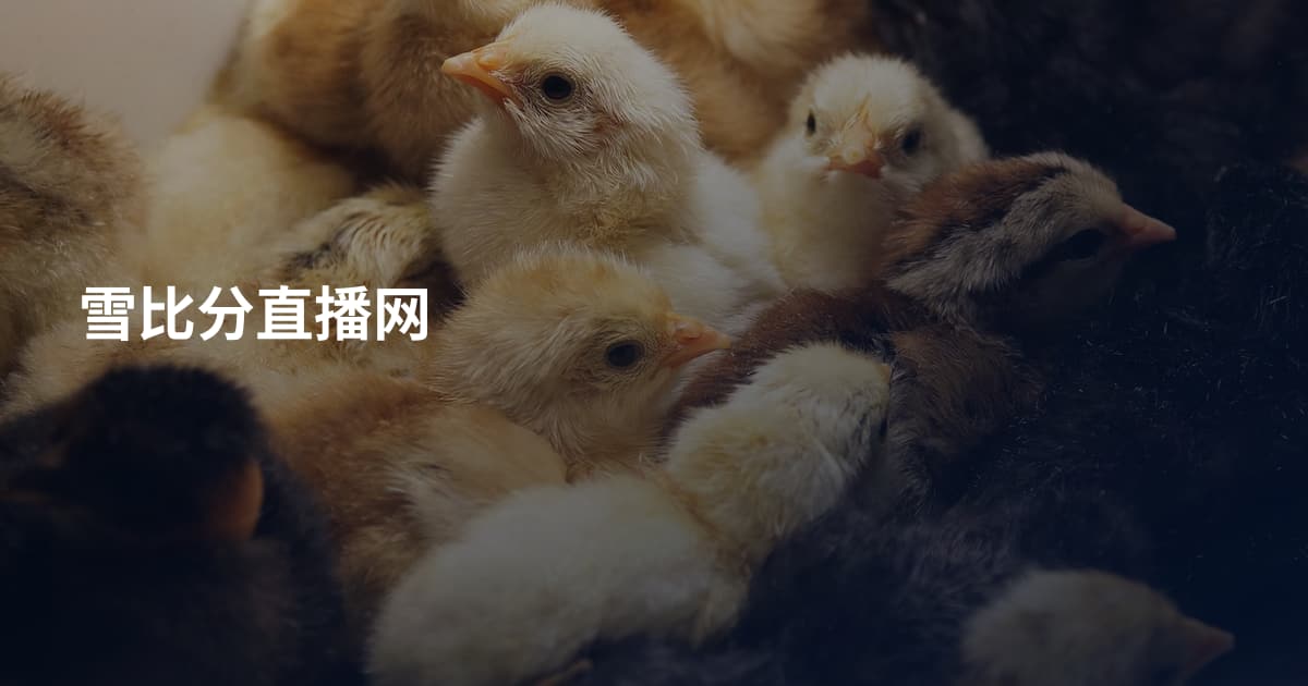 雪比分直播网