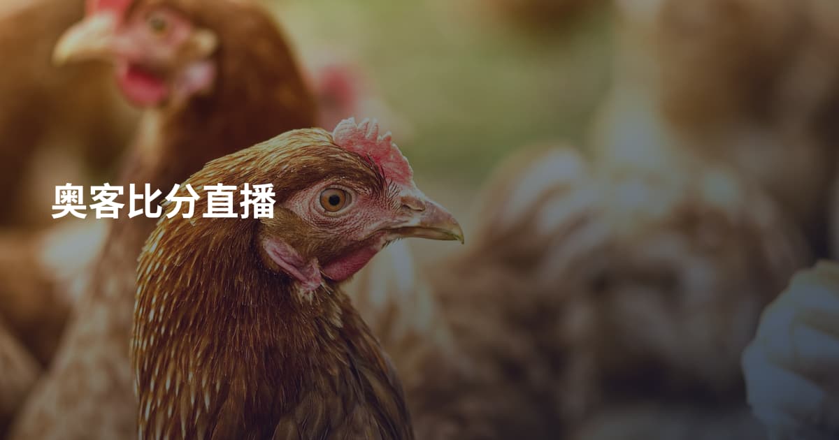 奥客比分直播