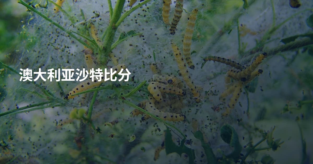 澳大利亚沙特比分
