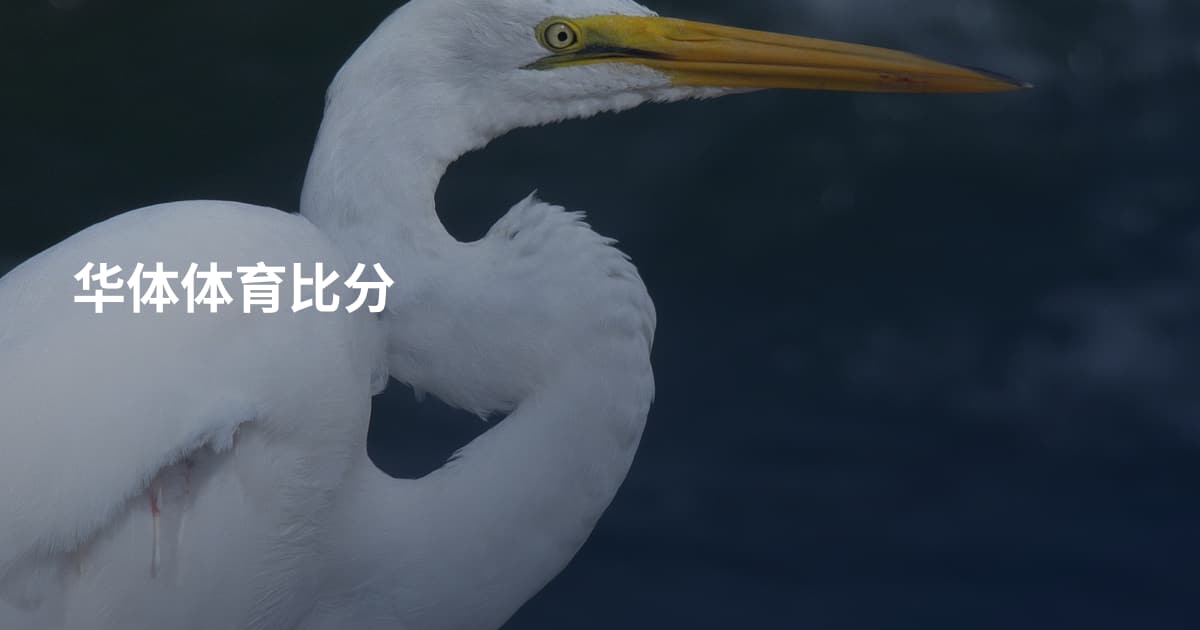 华体体育比分