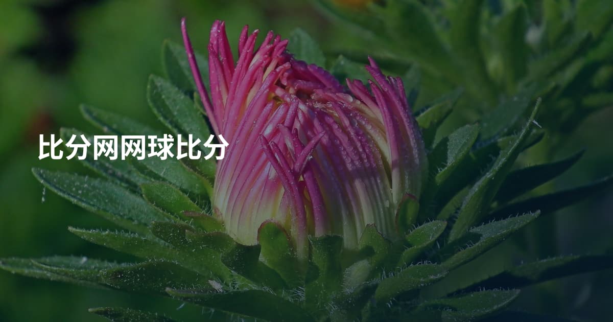 比分网网球比分