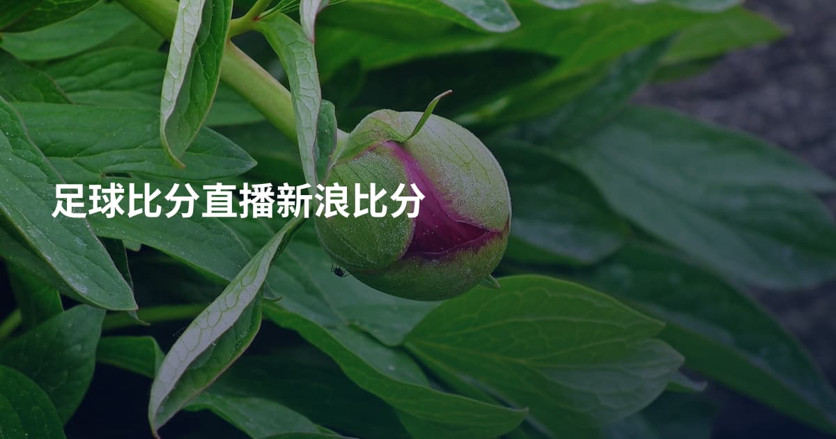 足球比分直播新浪比分