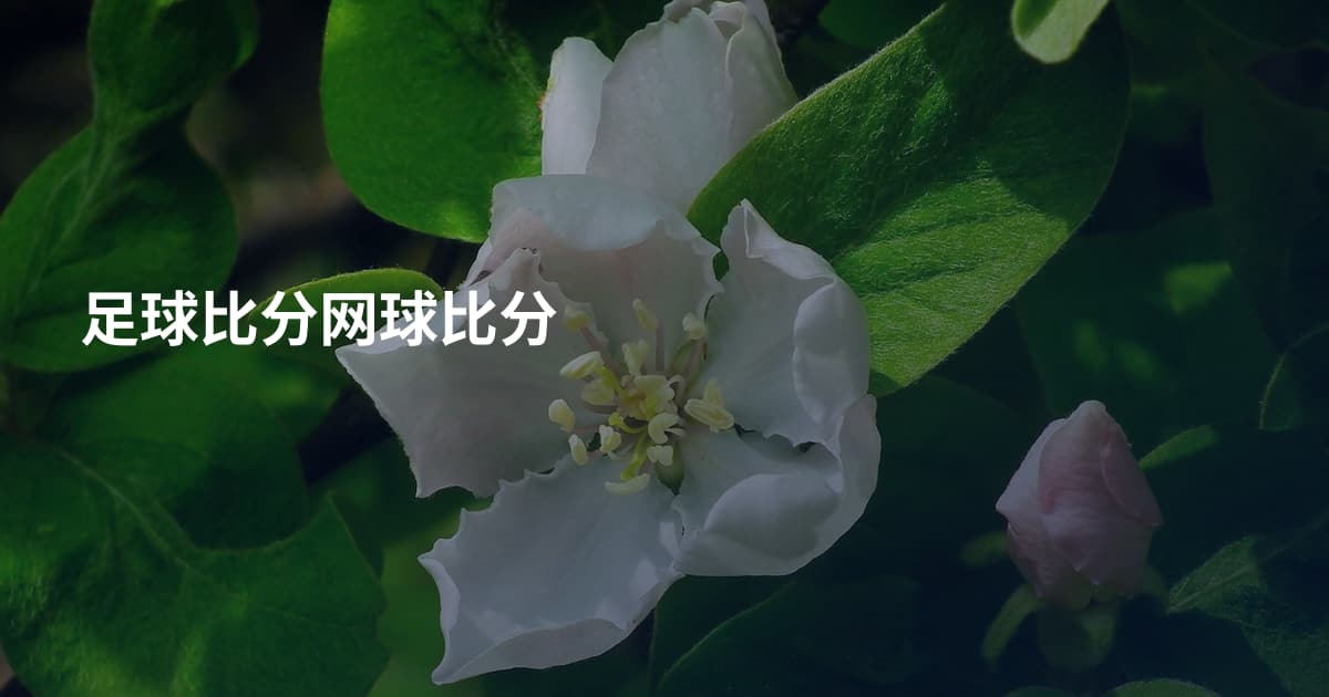 足球比分网球比分