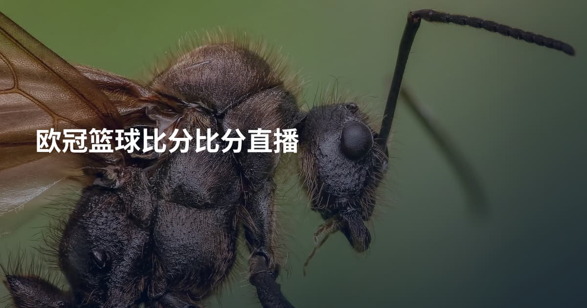 欧冠篮球比分比分直播