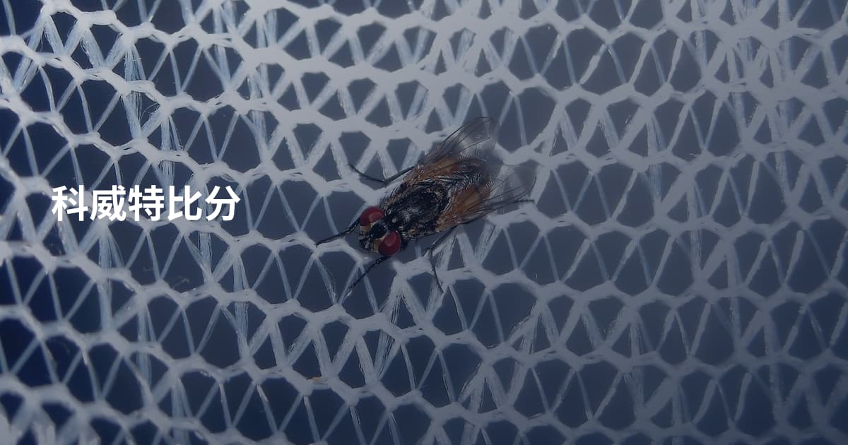 科威特比分