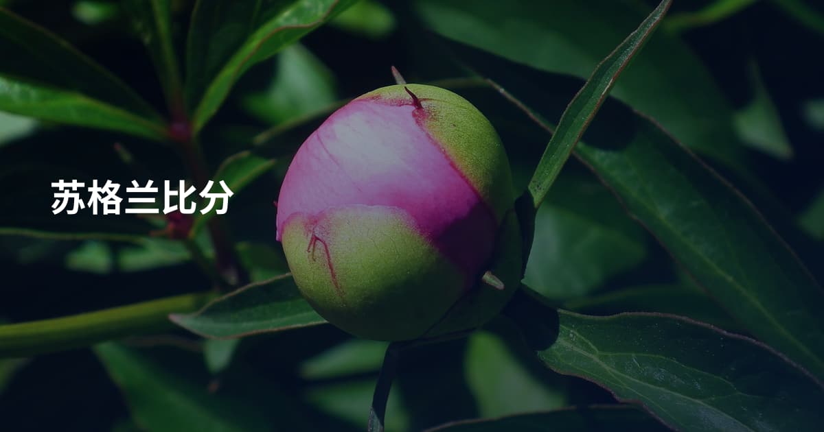 苏格兰比分