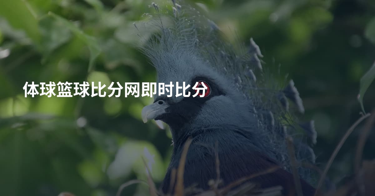 体球篮球比分网即时比分