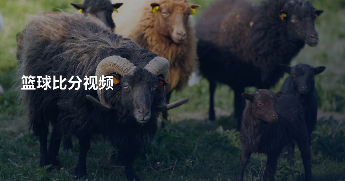 篮球比分视频
