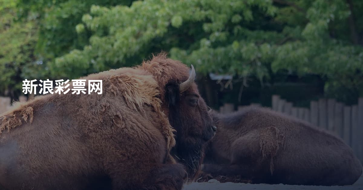 新浪彩票网