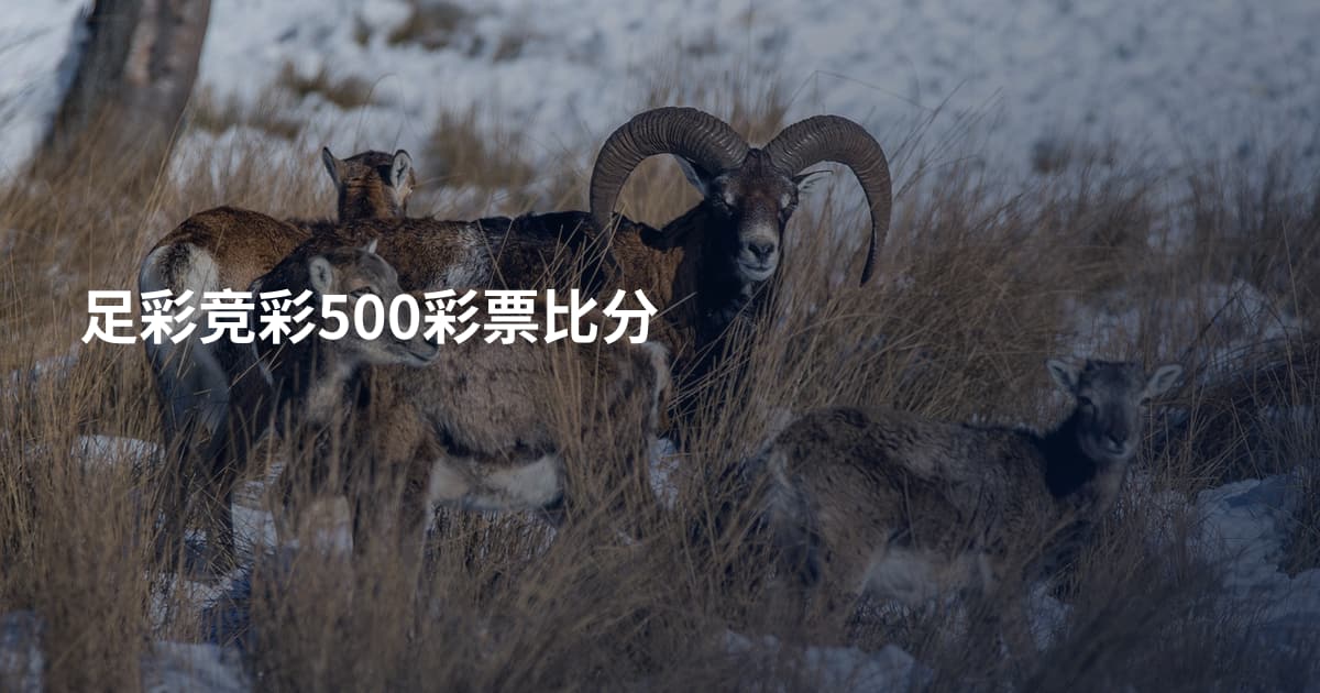 足彩竞彩500彩票比分