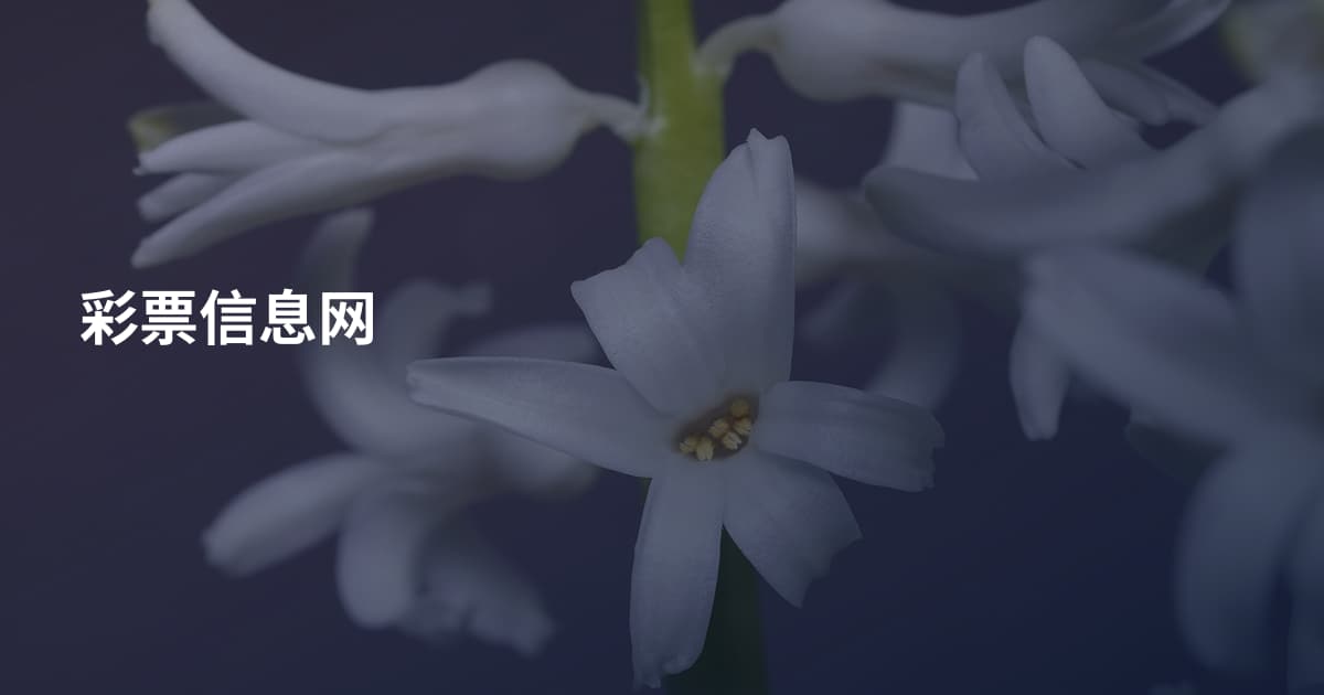 彩票信息网