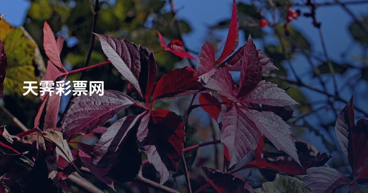 天霁彩票网