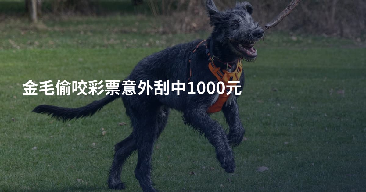 金毛偷咬彩票意外刮中1000元