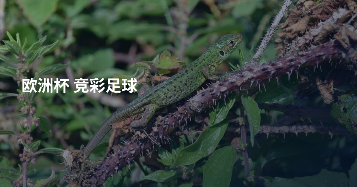 欧洲杯 竞彩足球