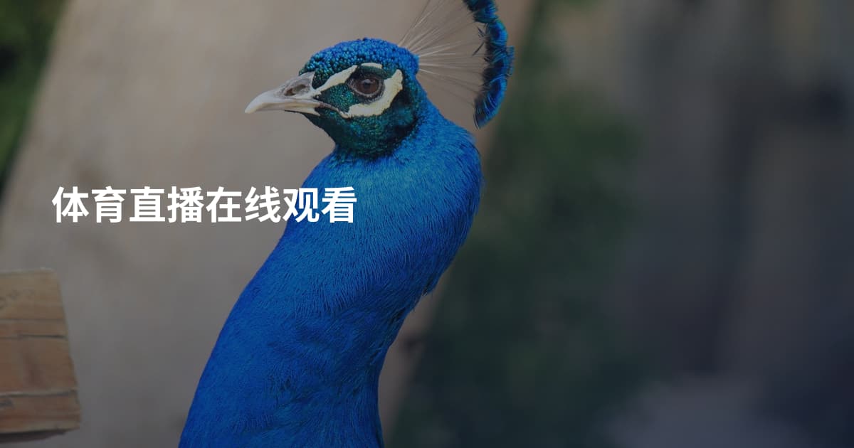 体育直播在线观看