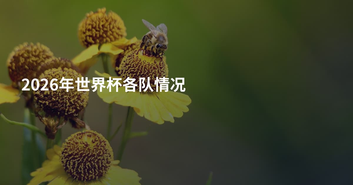 2026年世界杯各队情况