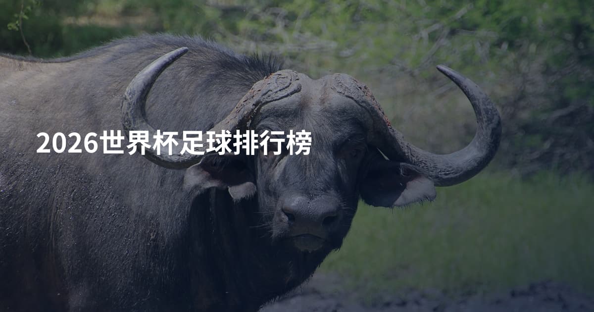2026世界杯足球排行榜