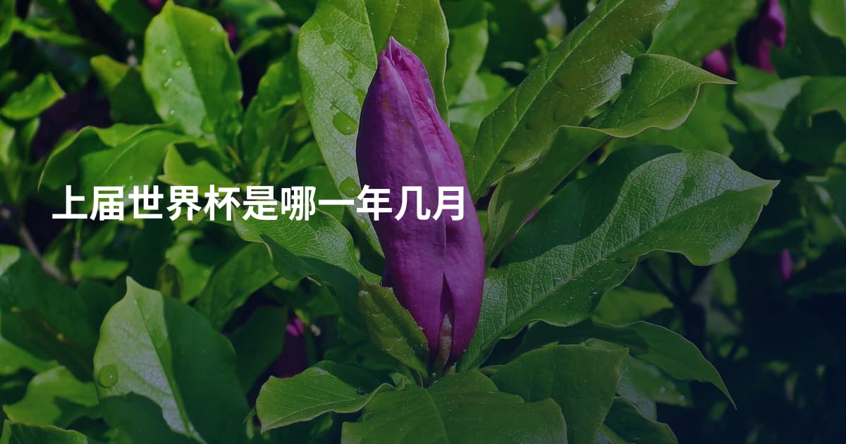 上届世界杯是哪一年几月