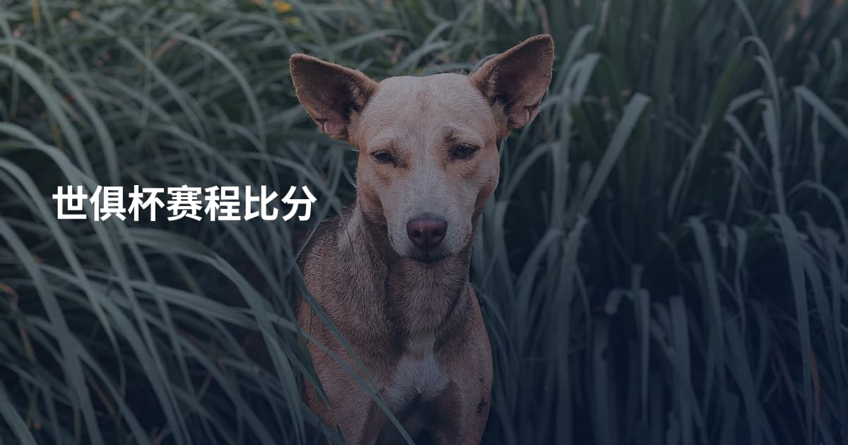 世俱杯赛程比分