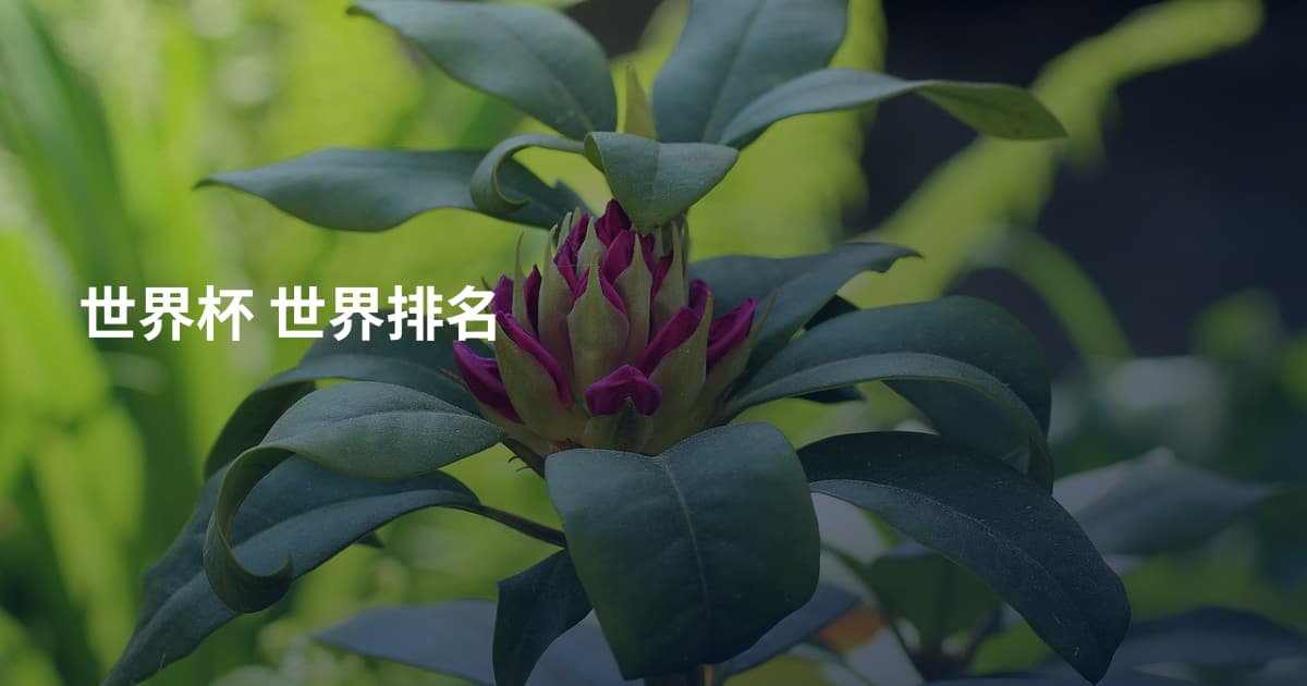 世界杯 世界排名