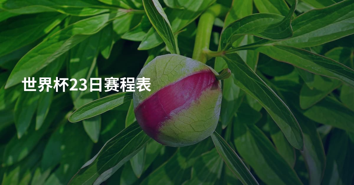世界杯23日赛程表