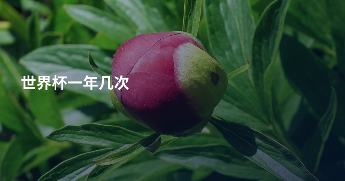 世界杯一年几次
