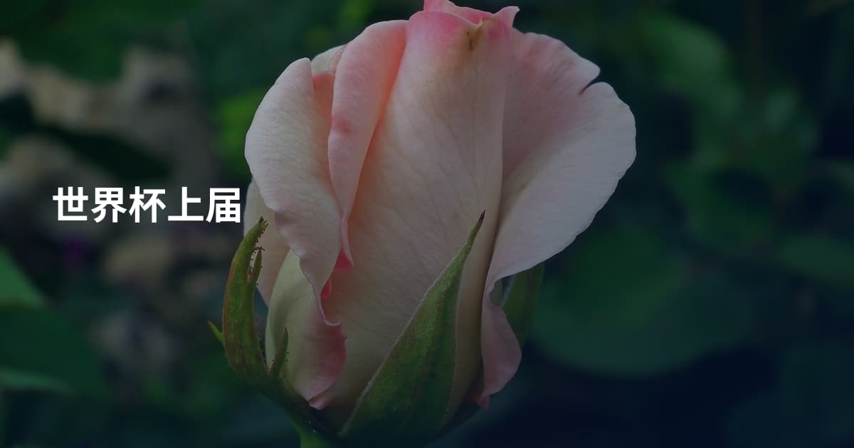 世界杯上届