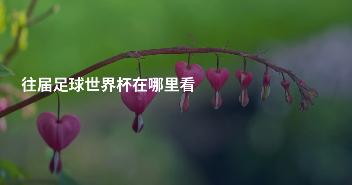 往届足球世界杯在哪里看