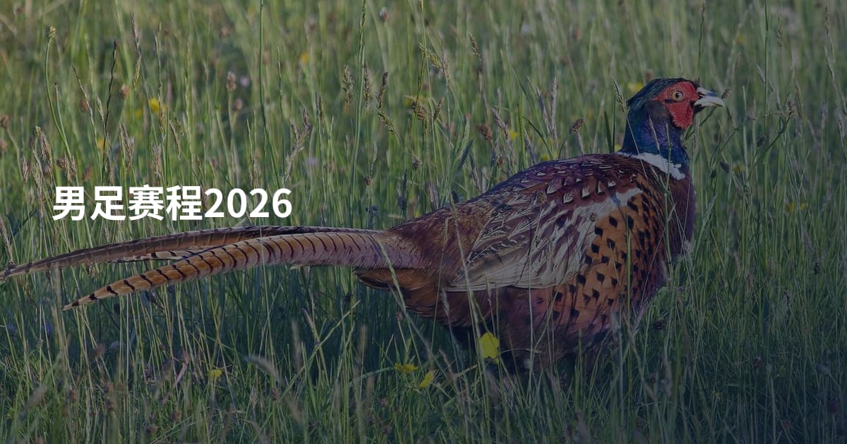 男足赛程2026