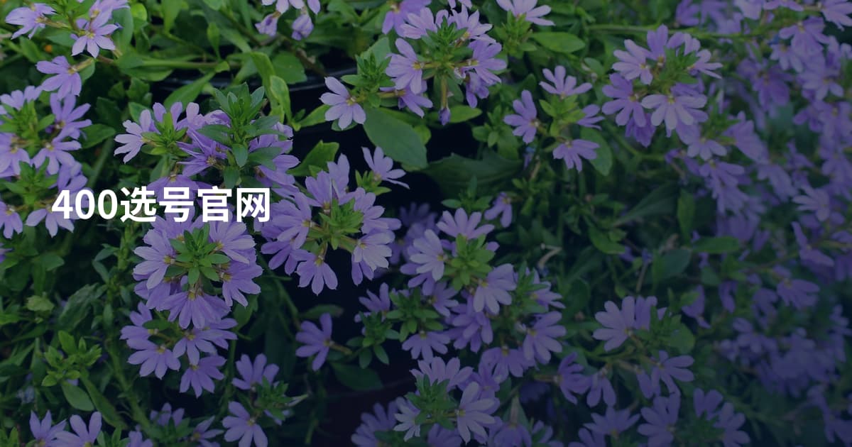 400选号官网