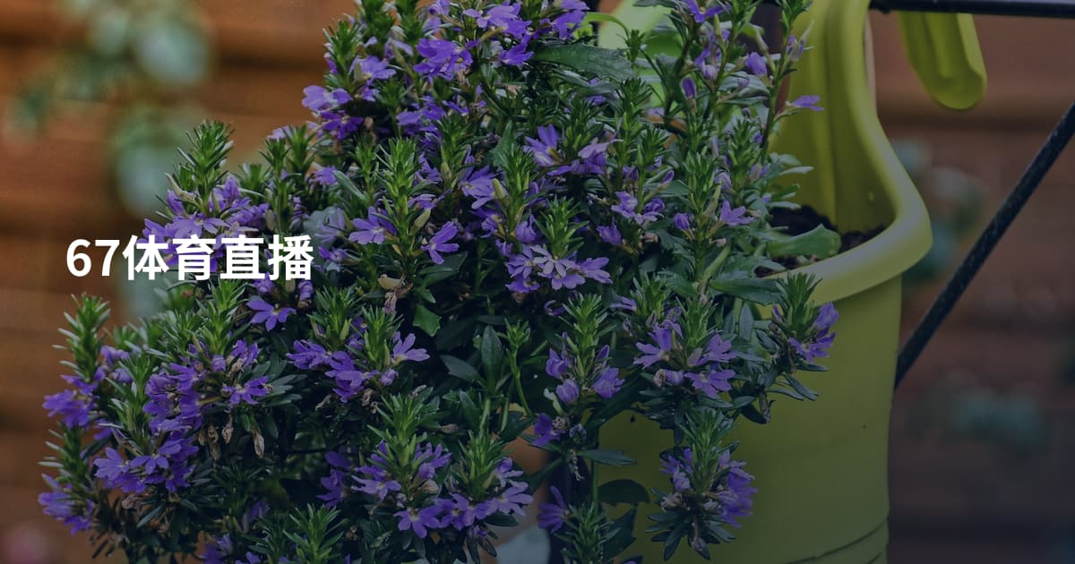 67体育直播