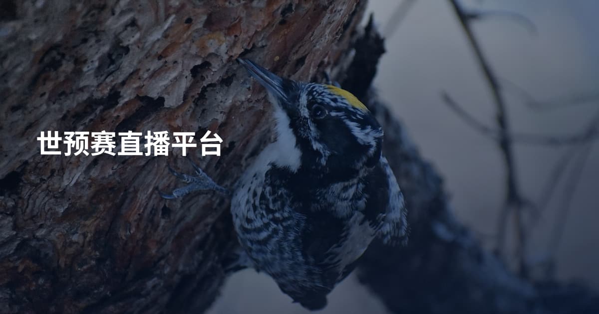 世预赛直播平台