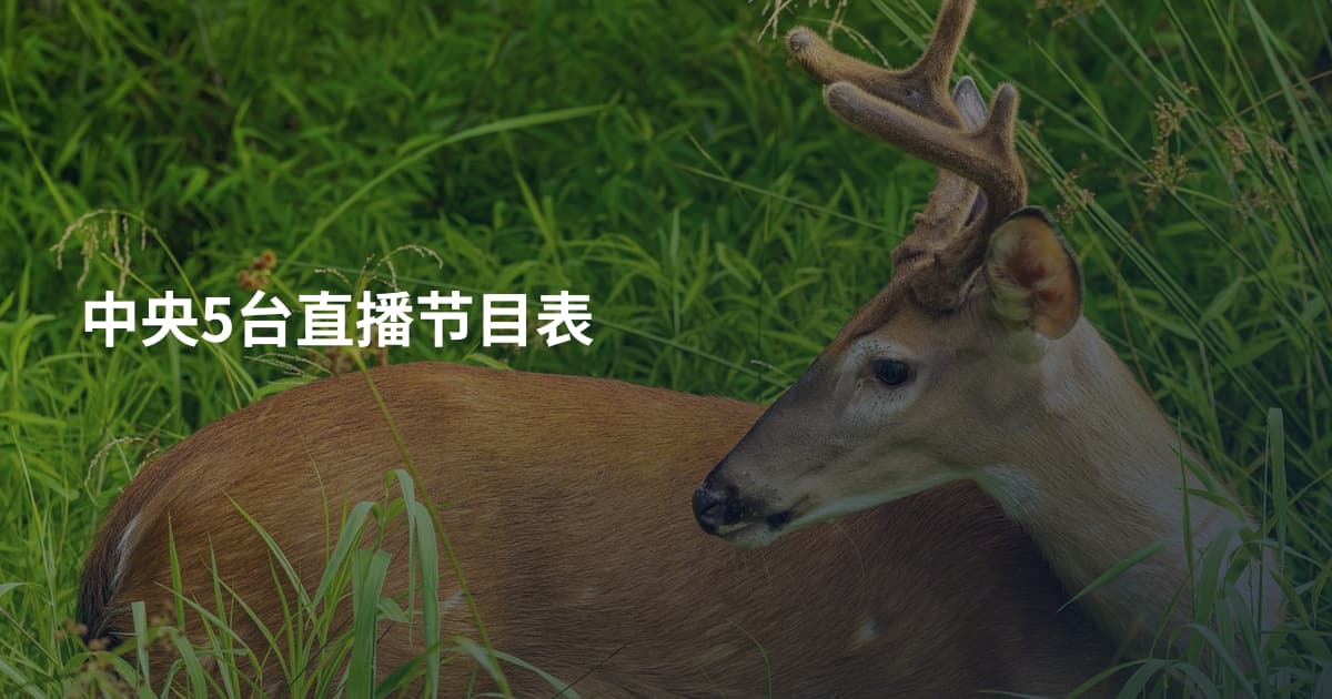 中央5台直播节目表