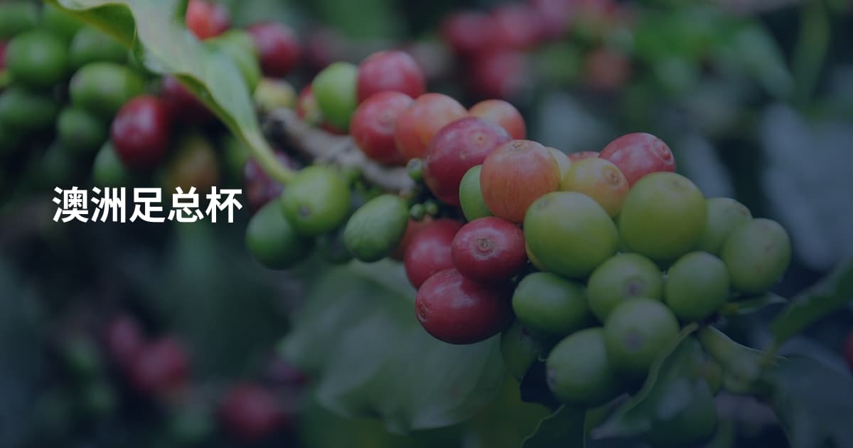 澳洲足总杯